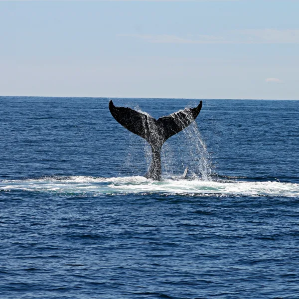 baja whale watching