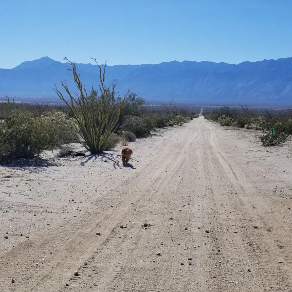 Dirt road near Ensenada