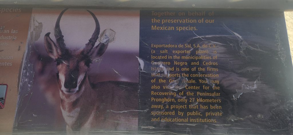 ojo de liebre pronghorn antelope