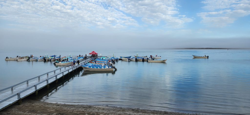 whale watching pangas baja