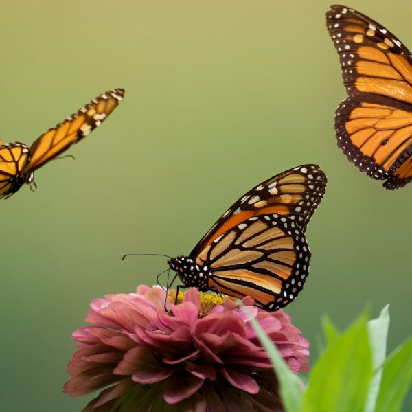 monarch butterfly migration mexico